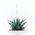 Plantas